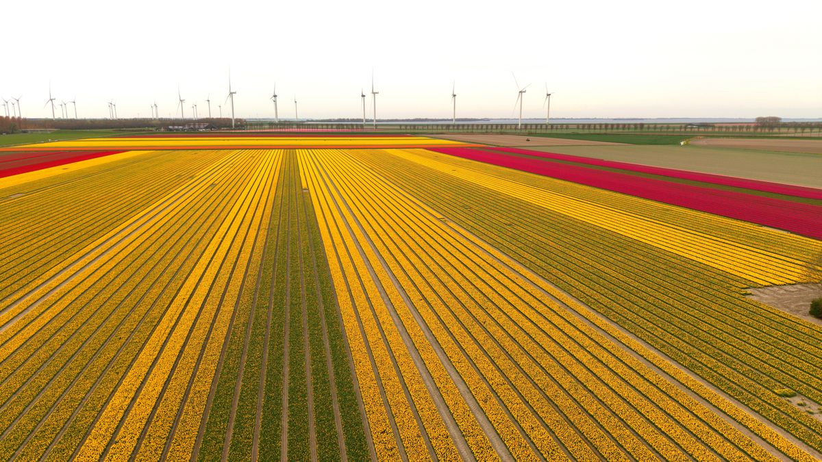 Luchtfotografie Zuid-Holland